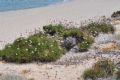 Armeria pungens